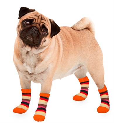Karlie Köpek Çorabı Xs 2li